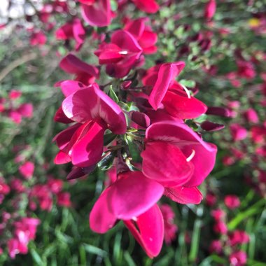 Cytisus x boskoopii 'Boskoop Ruby' syn. Cytisus 'Boskoop Ruby'