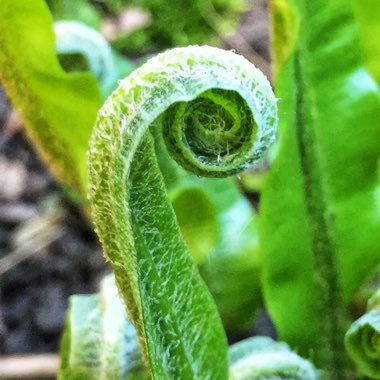 Asplenium scolopendrium 'Undulatum'