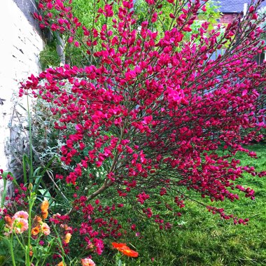 Cytisus x boskoopii 'Boskoop Ruby' syn. Cytisus 'Boskoop Ruby'