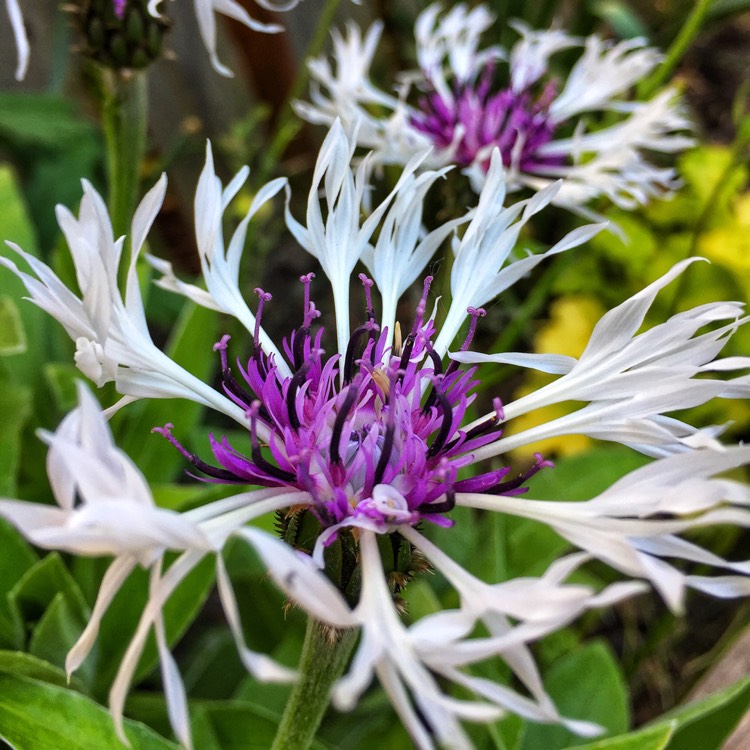 Plant image Centaurea montana 'Purple Heart'