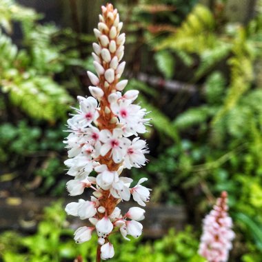 Persicaria affinis 'Darjeeling Red'