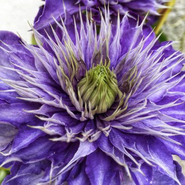 Clematis 'Multi Blue'