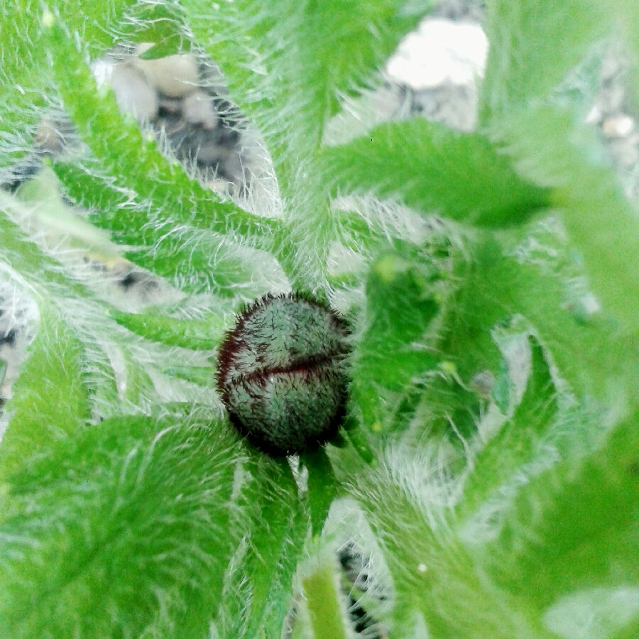 Papaver orientale 'Brilliant'