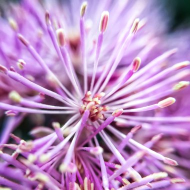 Thalictrum aquilegiifolium 'Purpureum'