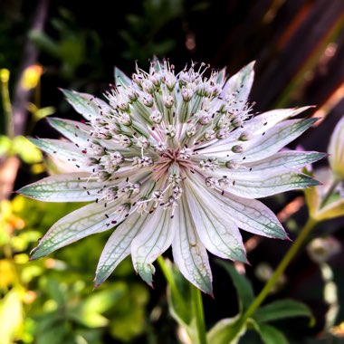 Astrantia major subsp. involucrata 'Shaggy'