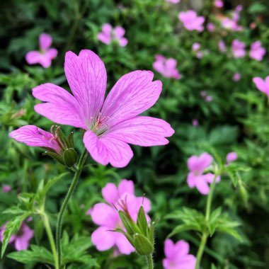 Geranium x oxonianum 'Wargrave Pink'