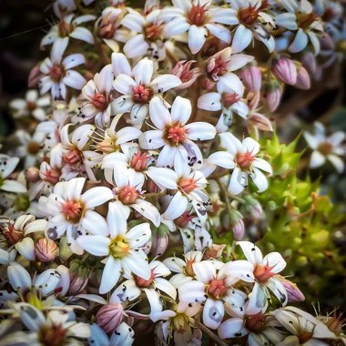 Sedum Dasyphyllum