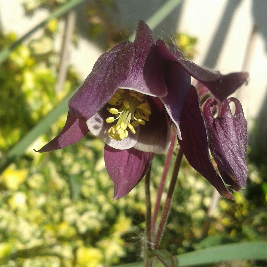 Plant image Aquilegia 'Winky Mixed'