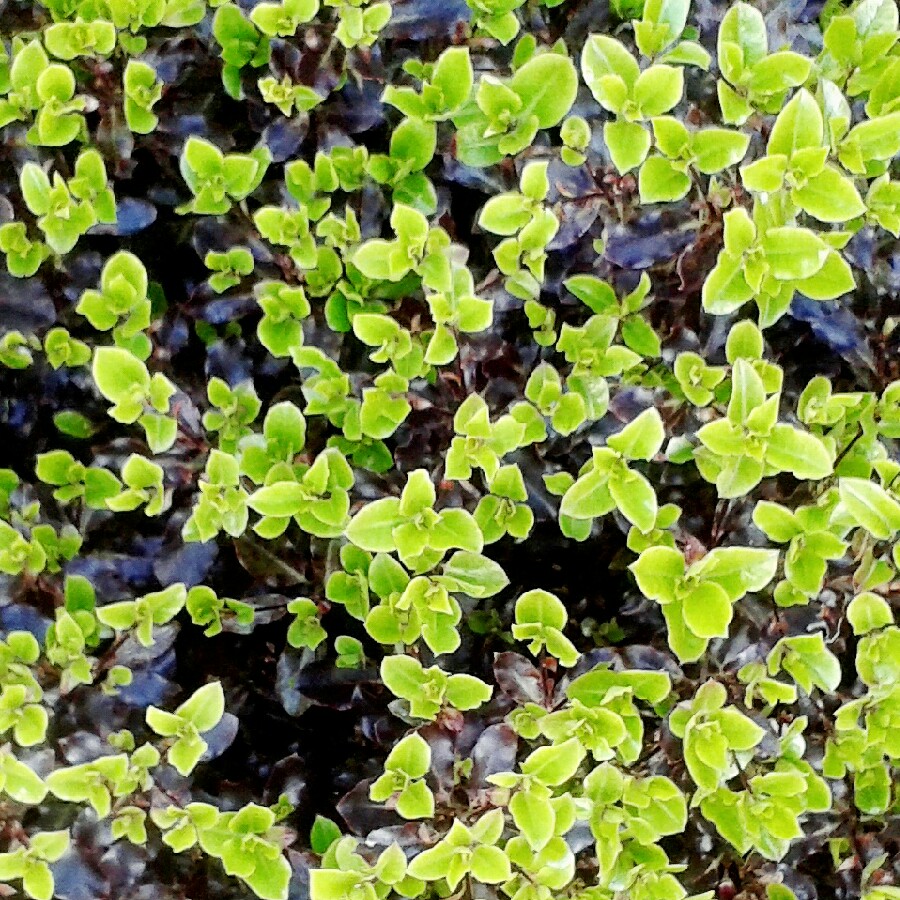 Plant image Pittosporum tenuifolium 'Tom Thumb'