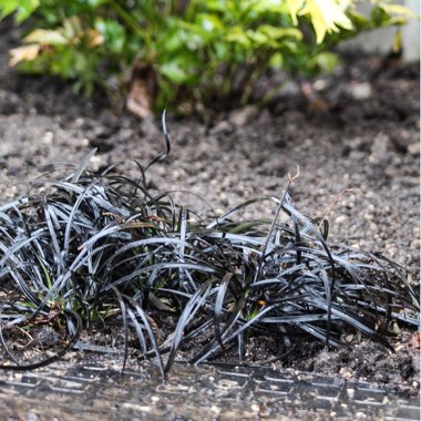 Ophiopogon planiscapus 'Kokuryu' syn. Ophiopogon planiscapus 'Nigrescens', Ophiopogon planiscapus 'Black Dragon', Ophiopogon planiscapus 'Nigra'