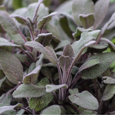 Salvia officinalis 'Purpurascens'