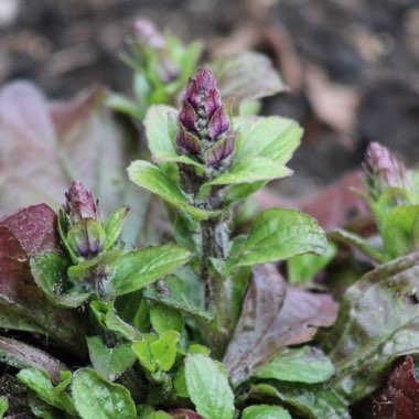 Ajuga reptans 'Pink Elf'