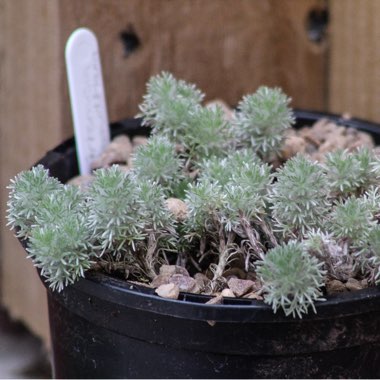 Artemisia schmidtiana