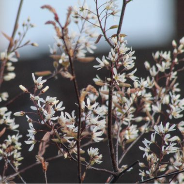 Amelanchier canadensis