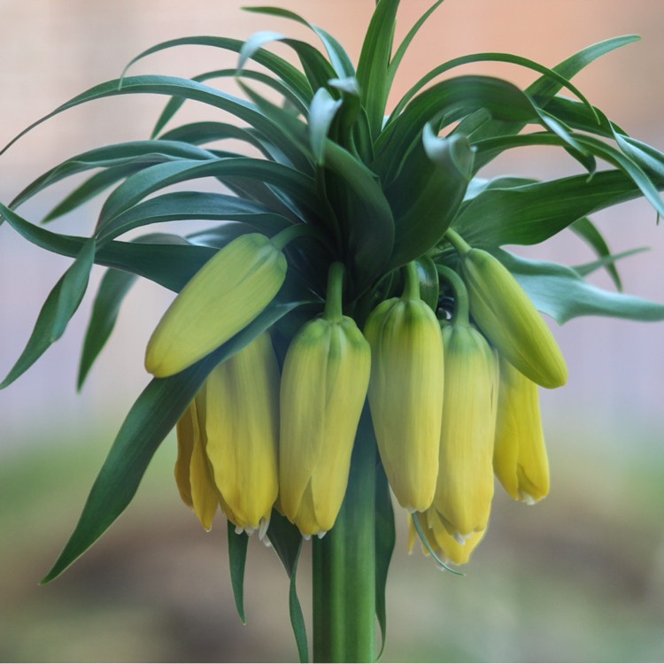 Plant image Fritillaria imperialis 'Lutea'