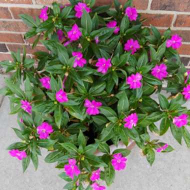 Impatiens