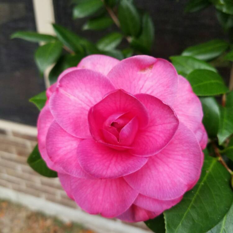 Plant image Camellia japonica 'Christmas Beauty'