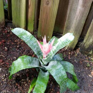 Bromeliad Aechmea Fasciata Primera