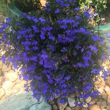 Trailing Lobelia