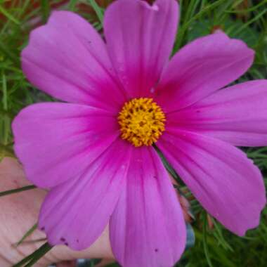 Cosmea 'Sonata Pink Blush'