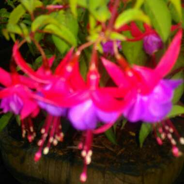 Fuchsia