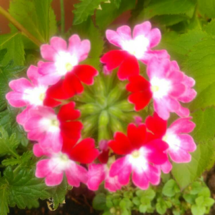 Plant image Verbena 'Twister Pink'