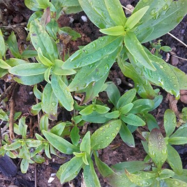 Plant image Penstemon 'Ice Cream Sweet Cherry'