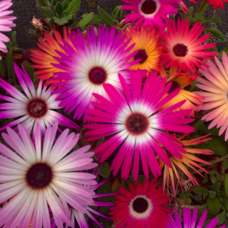 Mesembryanthemum criniflorum 'Magic Carpet' (Dorotheanthus bellidiformis)