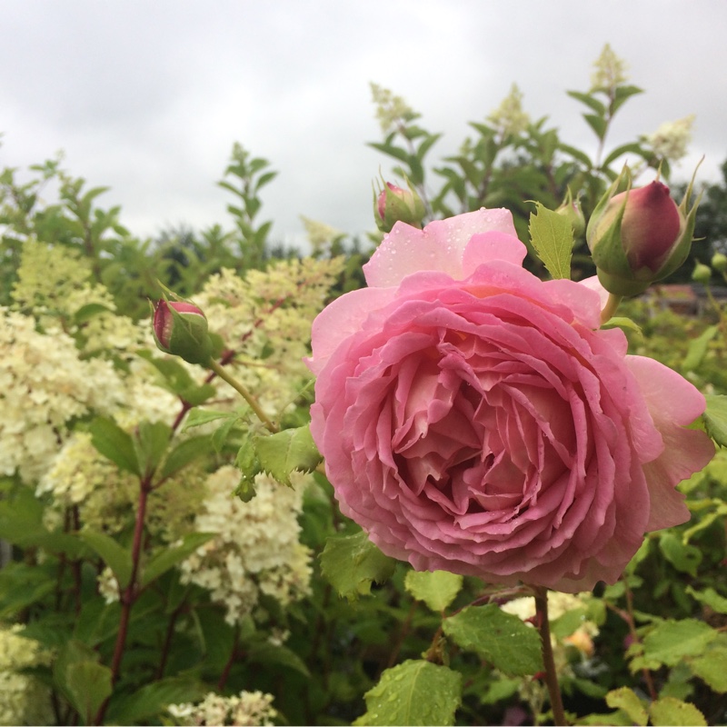 Rose 'Jubilee Celebration'