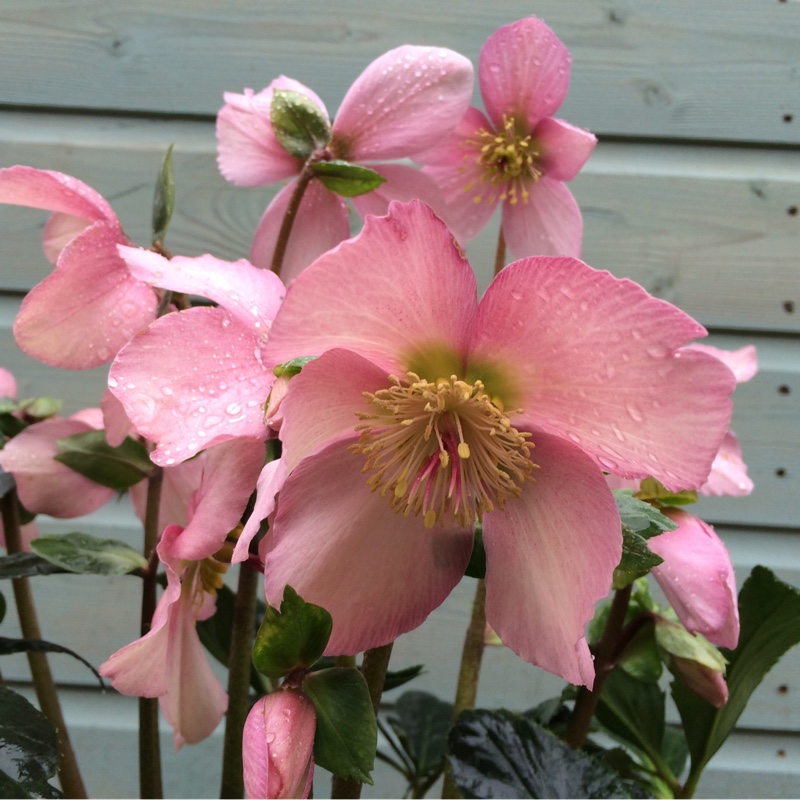 Plant image Helleborus x hybridus 'Sensas' (Winter Angels Series)