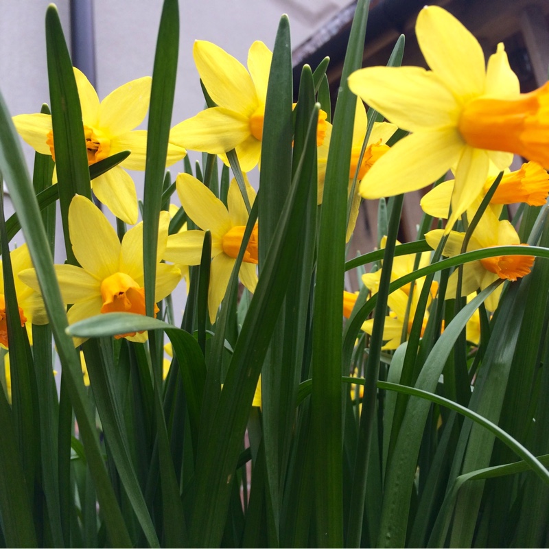 Plant image Narcissus 'Jetfire'