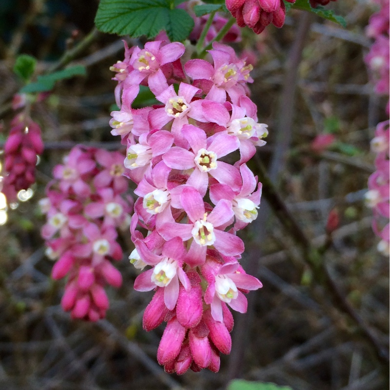 Ribes sanguineum