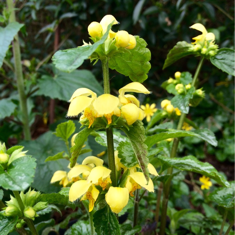 Lamium galeobdolon