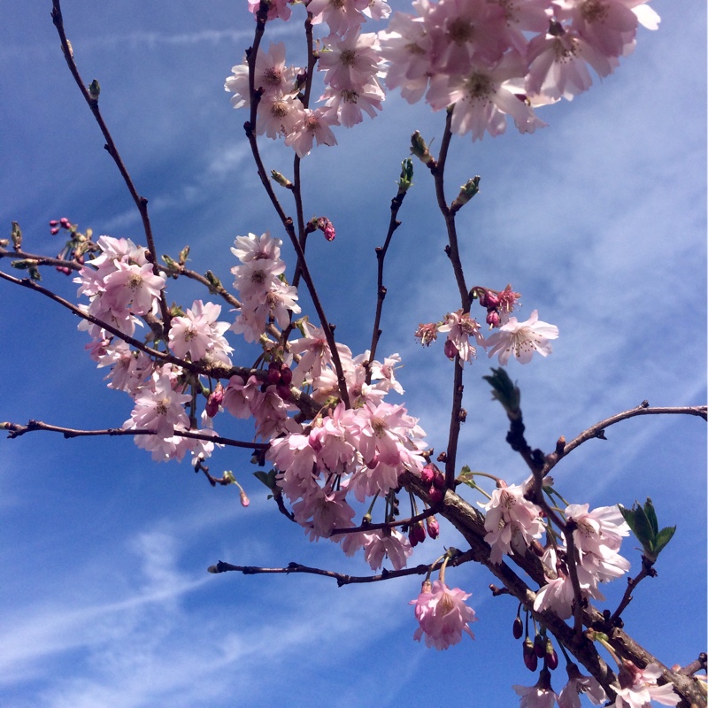 Prunus x subhirtella 'Autumnalis', Winter Flowering Cherry 'Autumnalis ...