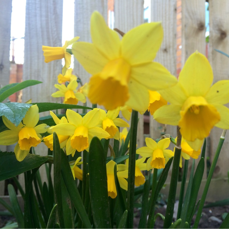 Narcissus 'Tête-à-Tête'