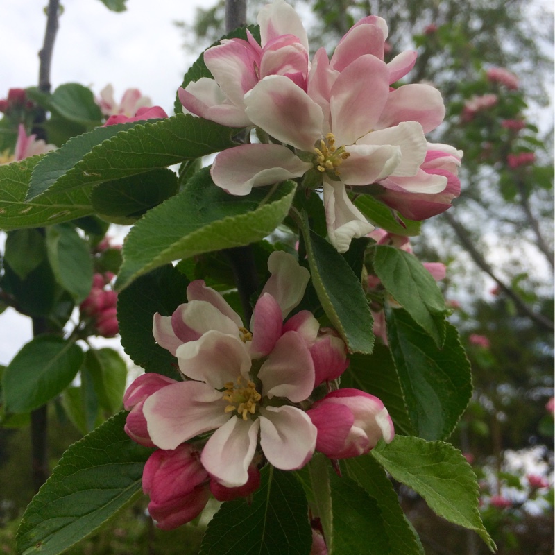 Malus domestica 'James Grieve'