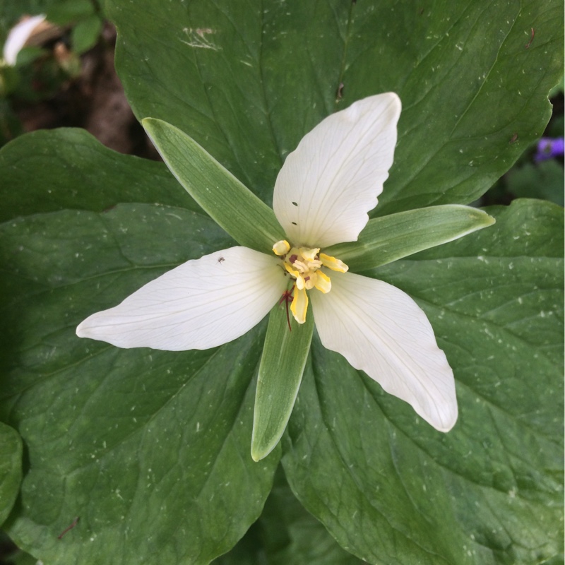 Plant image Trillium