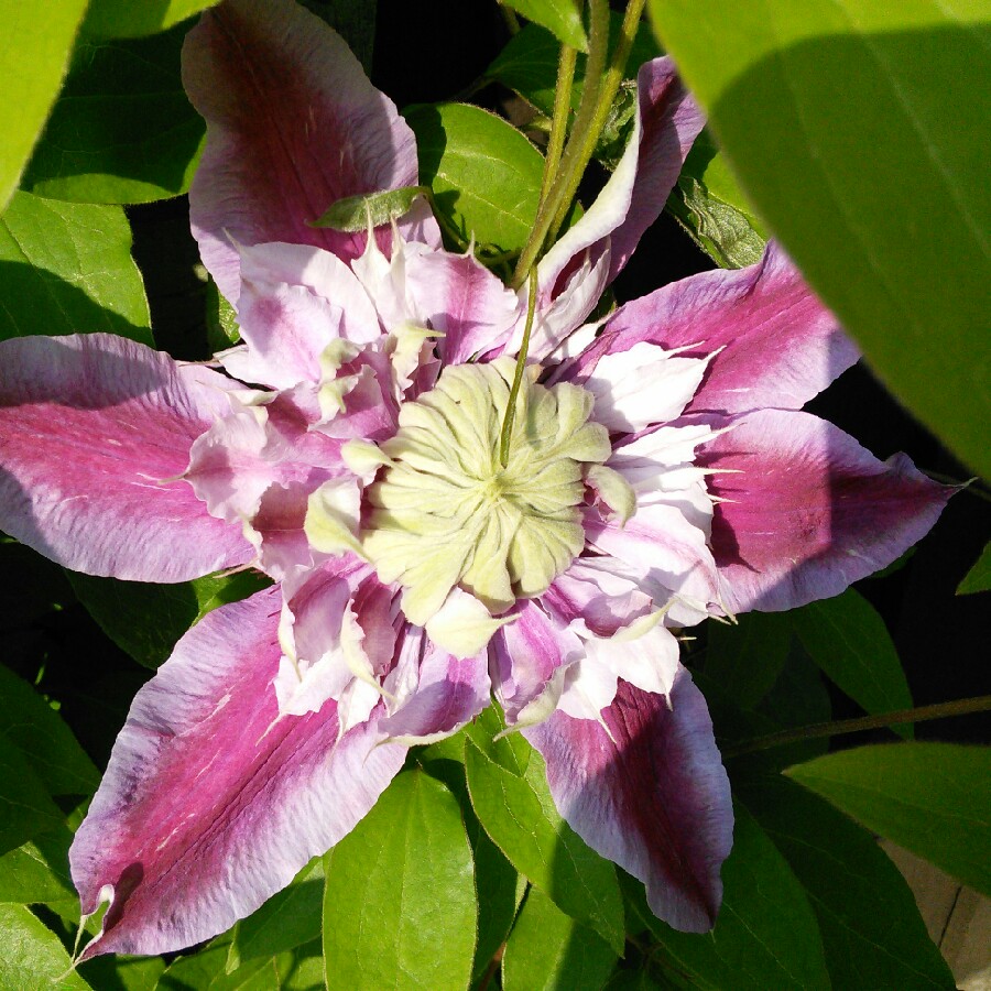 Clematis 'Josephine' (Evijohill)