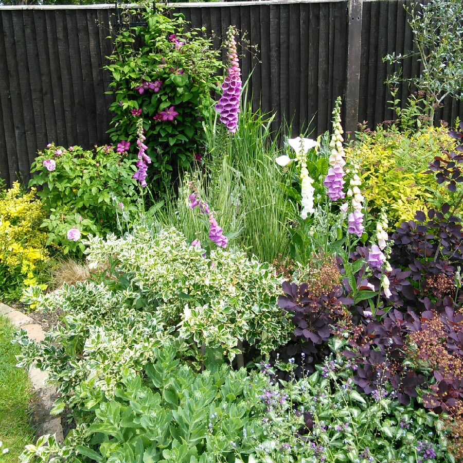 Heather's garden