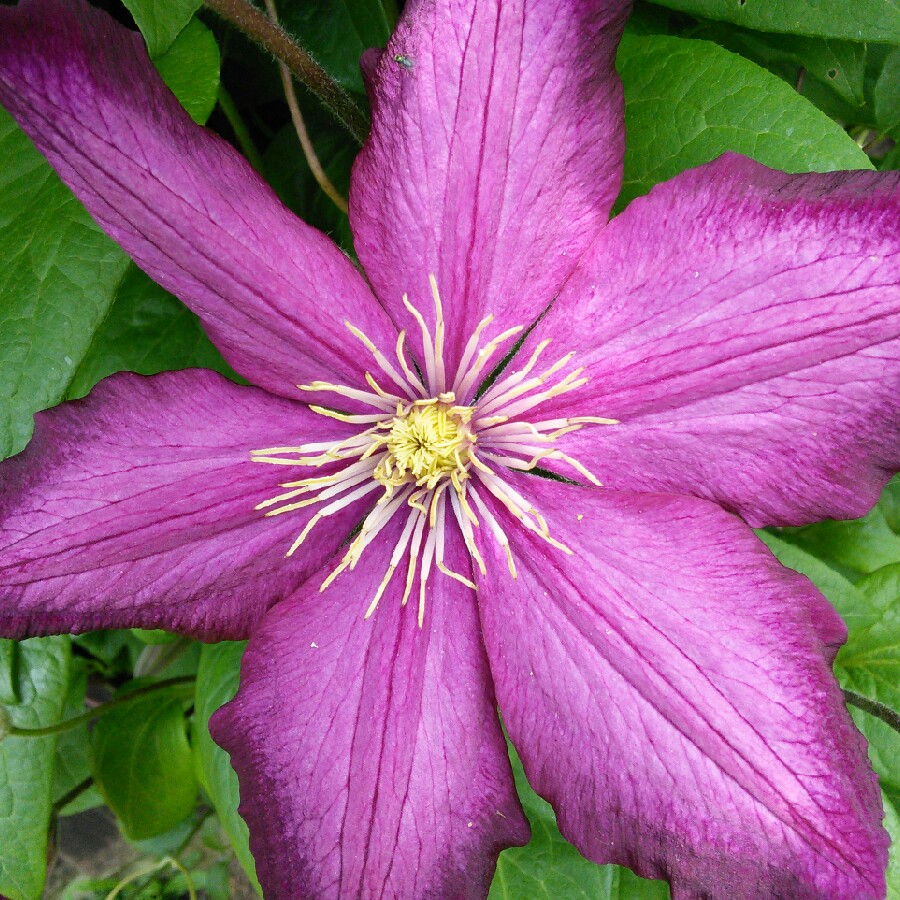 Heather's garden