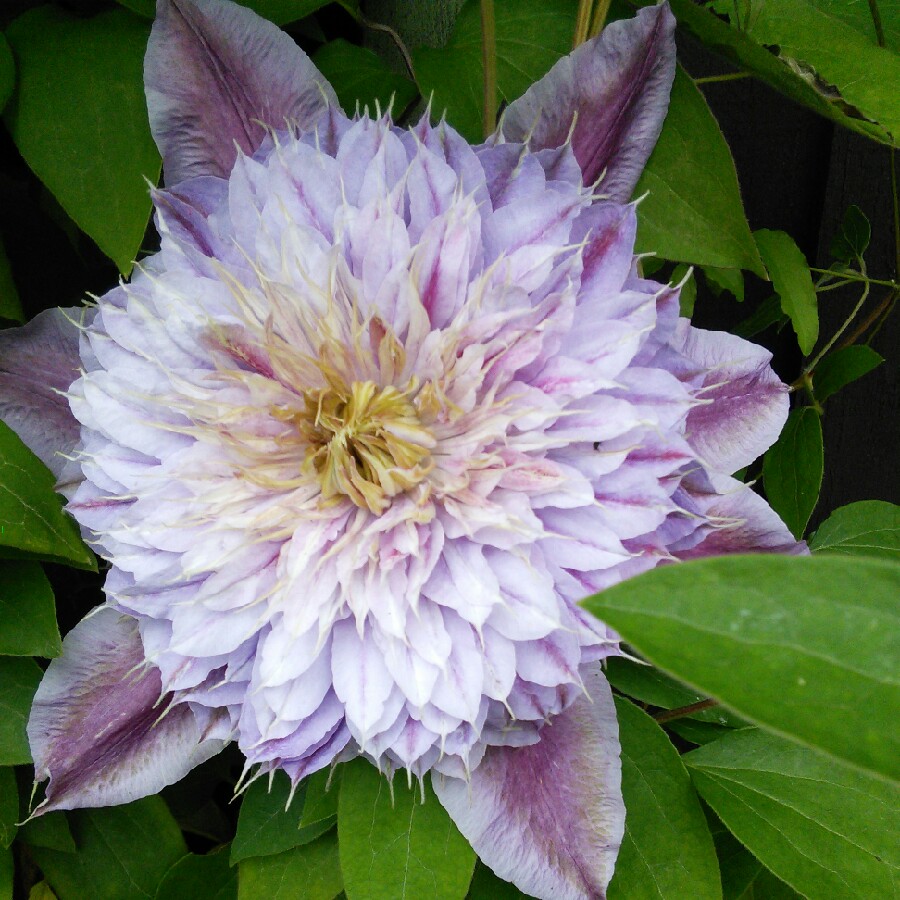 Clematis 'Josephine' (Evijohill)