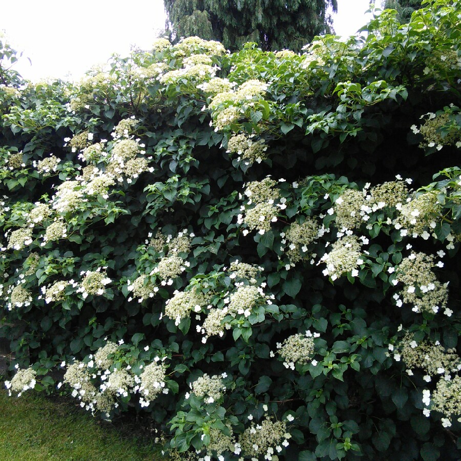 Climbing Hydrangea