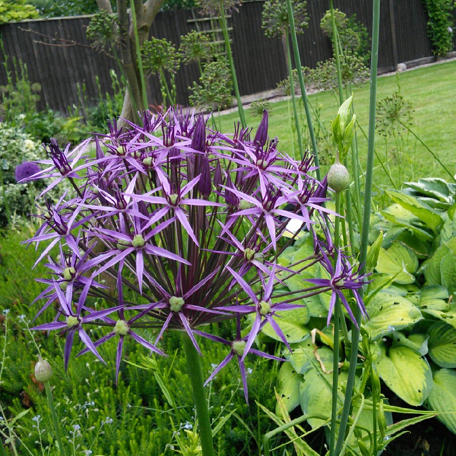 Heather's garden