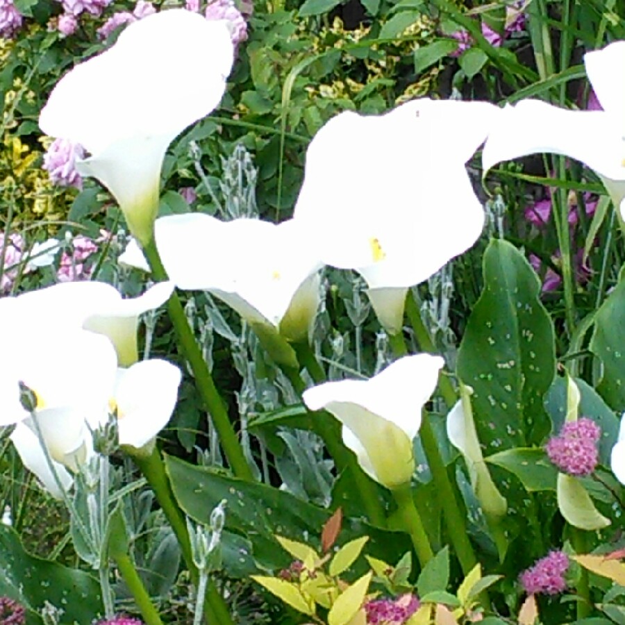 Calla Lily