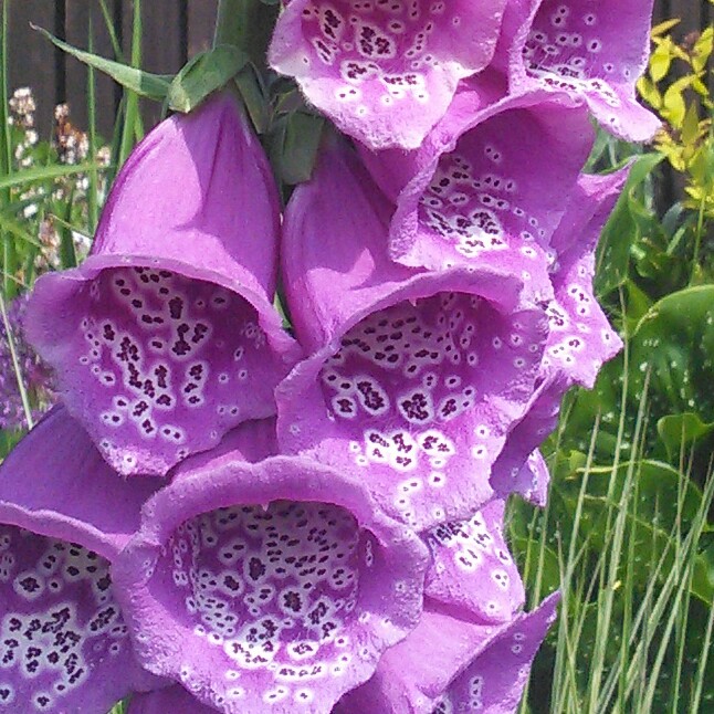 Foxglove