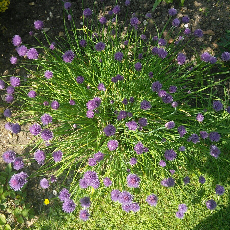 Chives