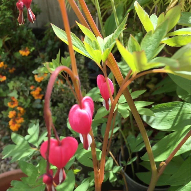 Bleeding Heart 'Valentine'