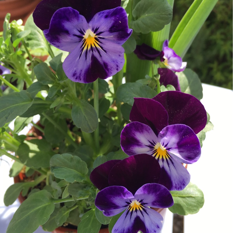 Pansy