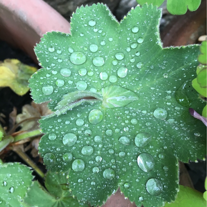 Lady's Mantle