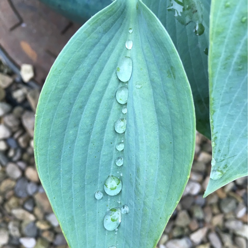 Plantain Lily (Species) Giant Blue Hosta